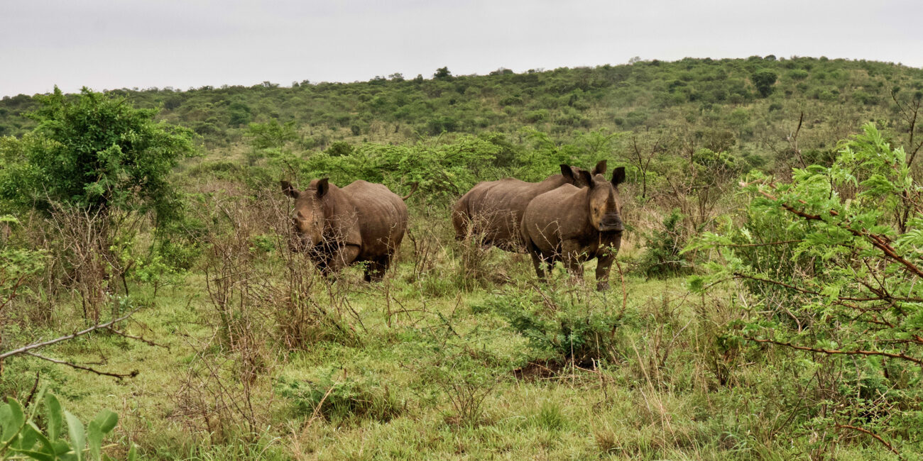 afrika, safari, afrikareise, afrikareisen, reiseziel, reiseziele, reisezieleafrika, südafrika, nashorn, nashörner