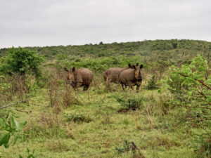 afrika, safari, afrikareise, afrikareisen, reiseziel, reiseziele, reisezieleafrika, südafrika, nashorn, nashörner