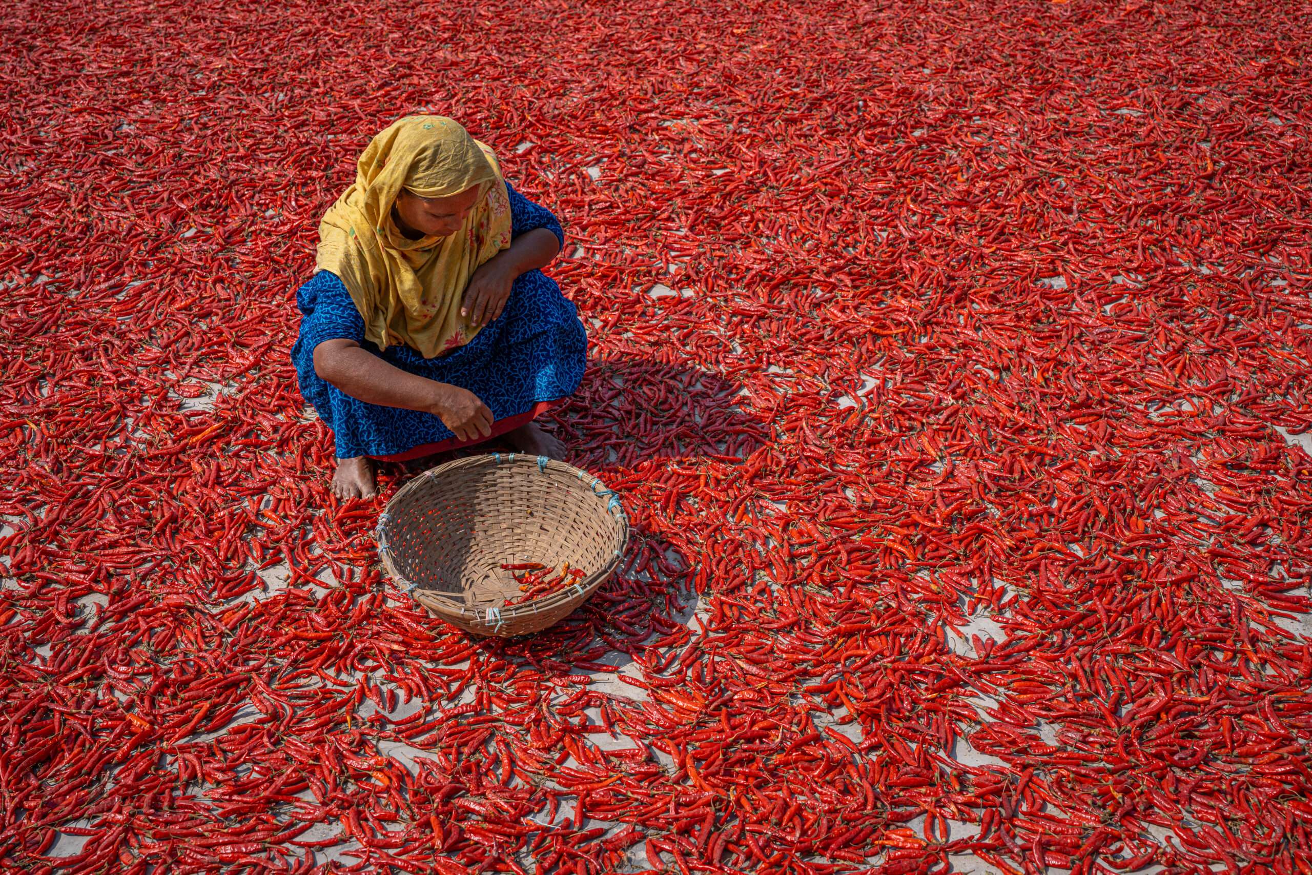 Chili-Ernte in Bangladesch – harte Handarbeit unter der Sonne