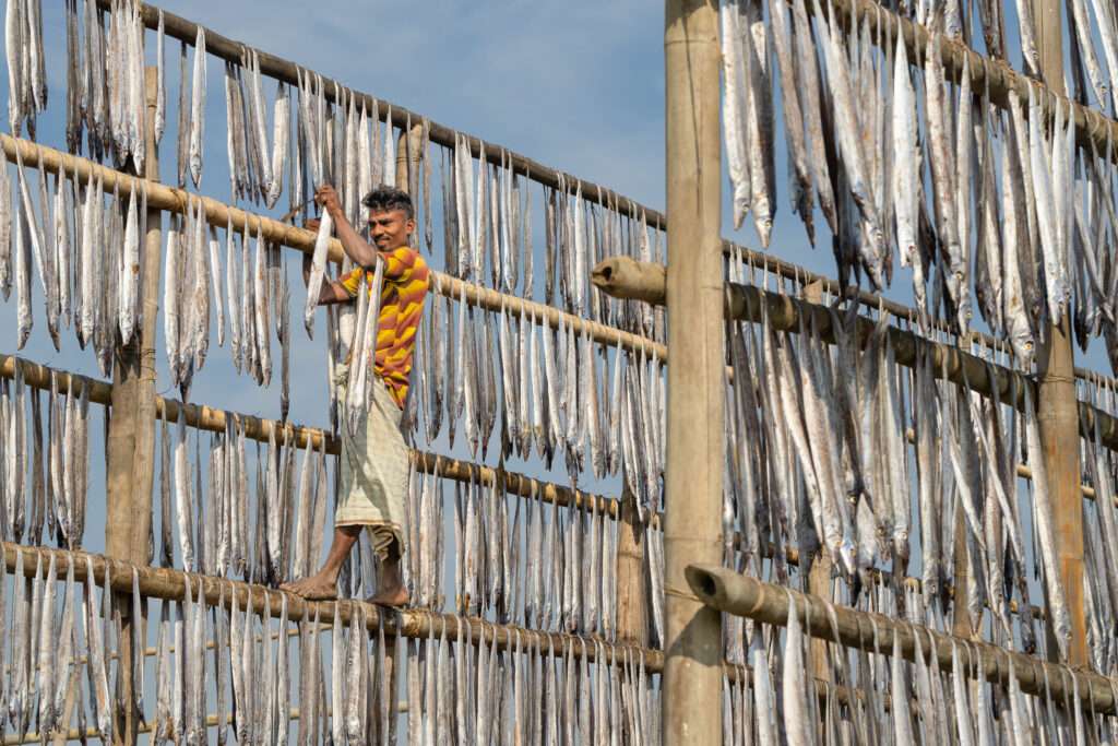 Mann klettert eine hohe Trockenwand für Fische in Bangladesch hinauf, um getrockneten Fisch zu verarbeiten