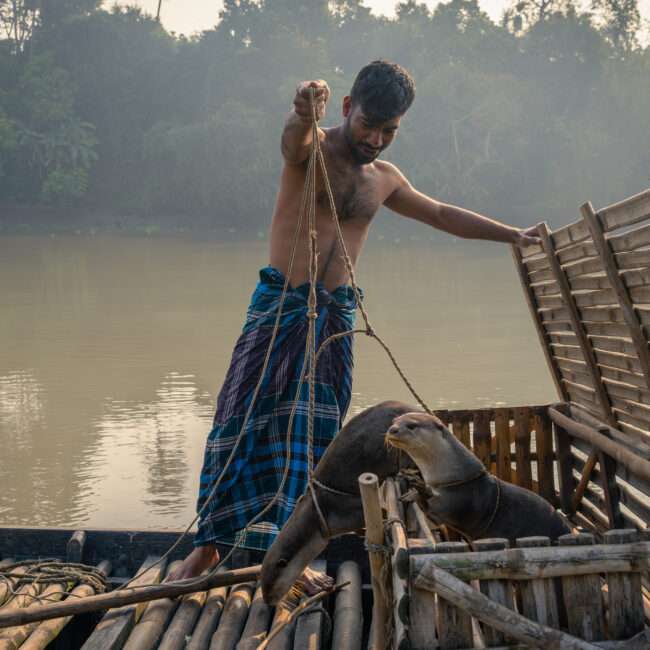 Männer beim traditionellen Otterfischen in Bangladesch, gemeinsam mit dressierten Fischottern im Einsatz