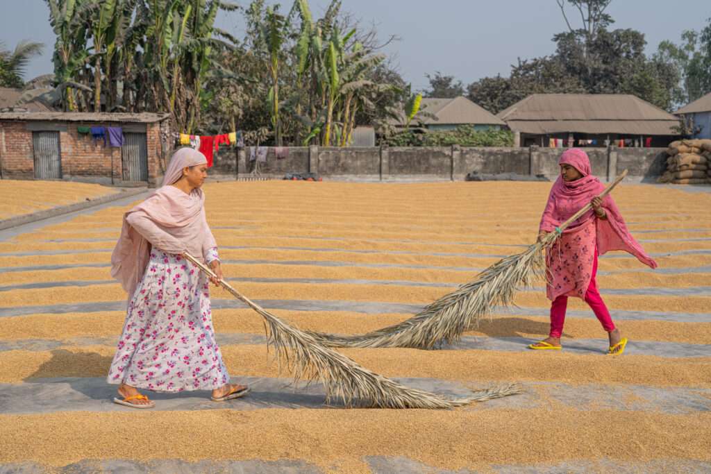 Frauen fegen mit handgefertigten Besen getrockneten Reis auf einem großen Platz in Bangladesch zusammen