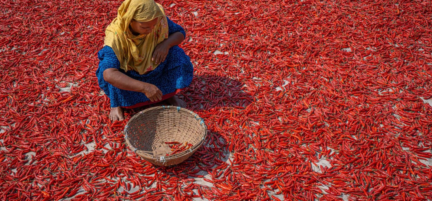 Chili-Ernte in Bangladesch – harte Handarbeit unter der Sonne