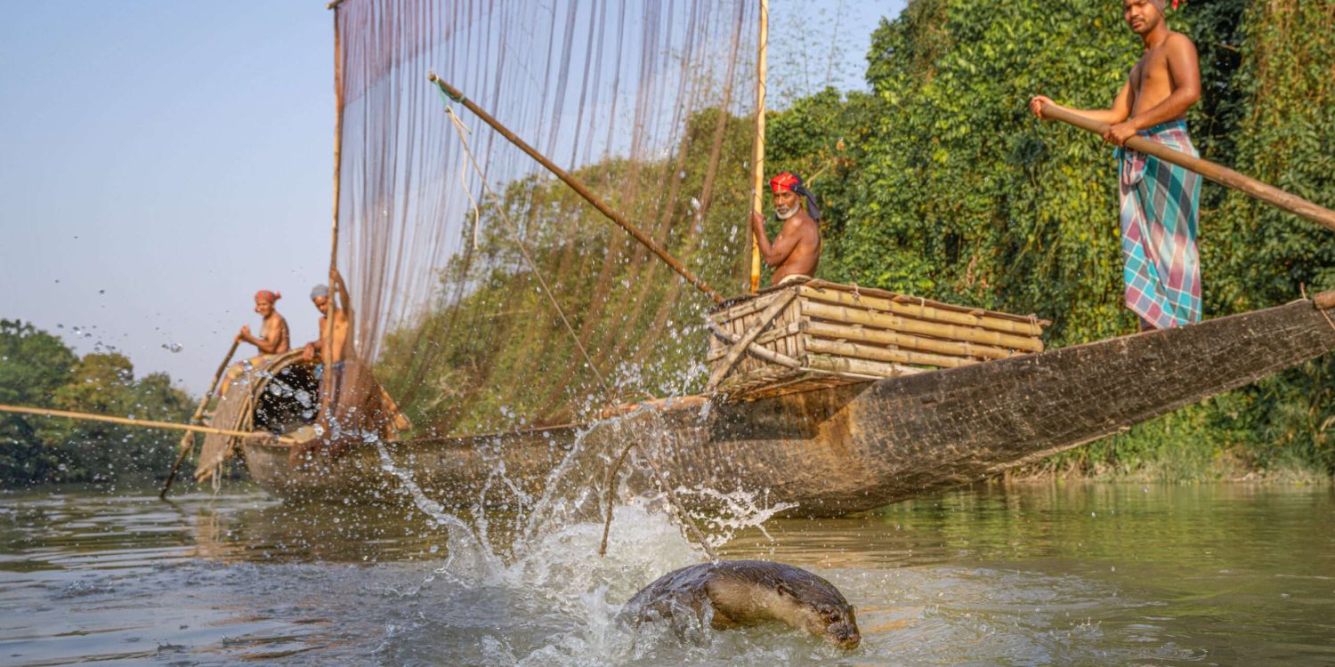 Männer beim traditionellen Otterfischen in Bangladesch, gemeinsam mit dressierten Fischottern im Einsatz