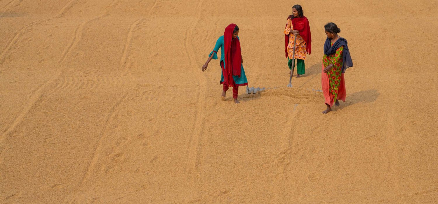 Frauen in Bangladesch trocknen Reis unter freiem Himmel, traditionelle Handarbeit in der Reisverarbeitung